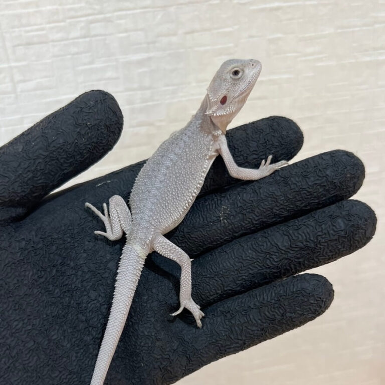 フトアゴヒゲトカゲ ハイポゼロ