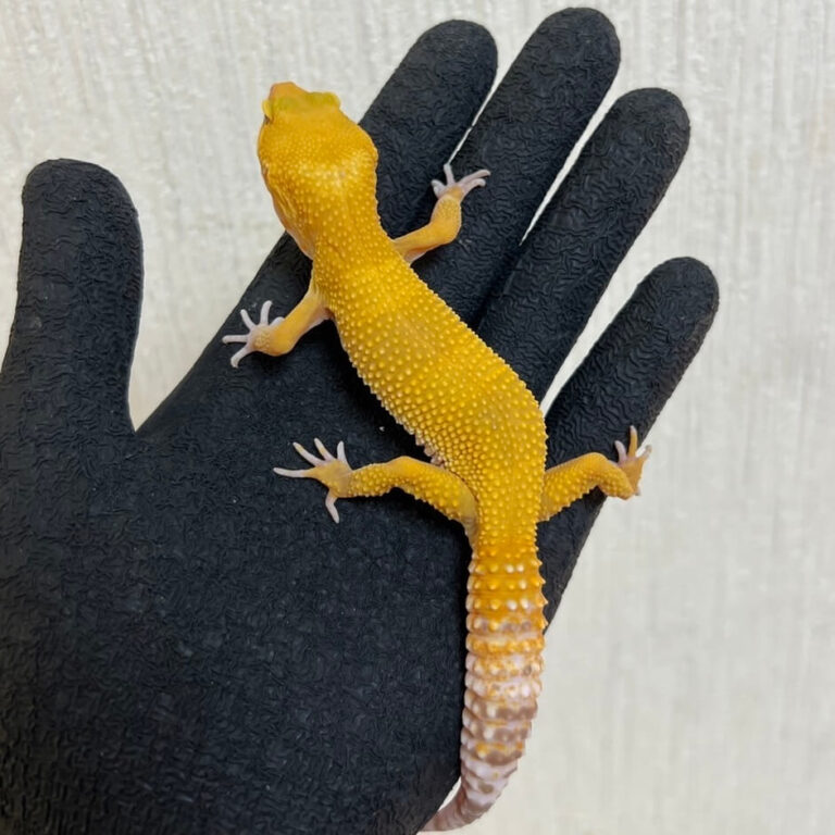 レオパ ヒョウモントカゲモドキ トレンパーアルビノ