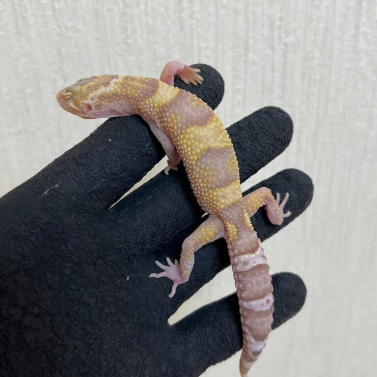 レオパ ヒョウモントカゲモドキ スノートレンパーアルビノ
