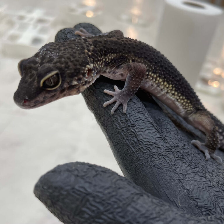 ヒョウモントカゲモドキ レオパードゲッコー ブラックナイト