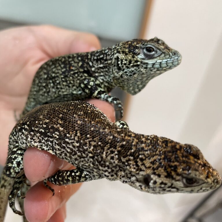 ワールテールイグアナ