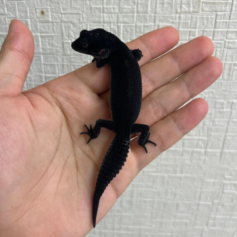 ヒョウモントカゲモドキ レオパードゲッコー ブラックナイト