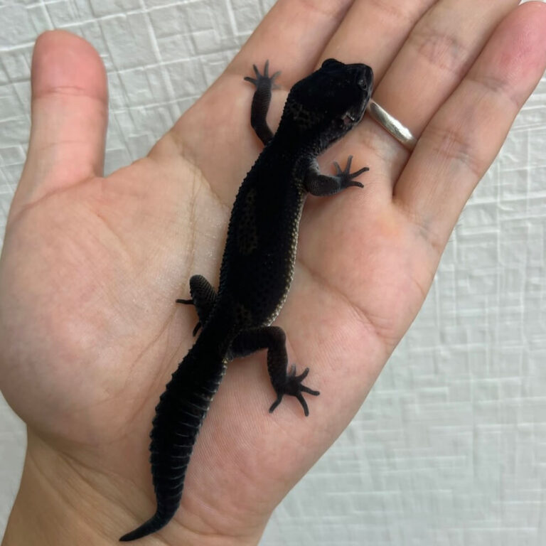 ヒョウモントカゲモドキ レオパードゲッコー ブラックナイト