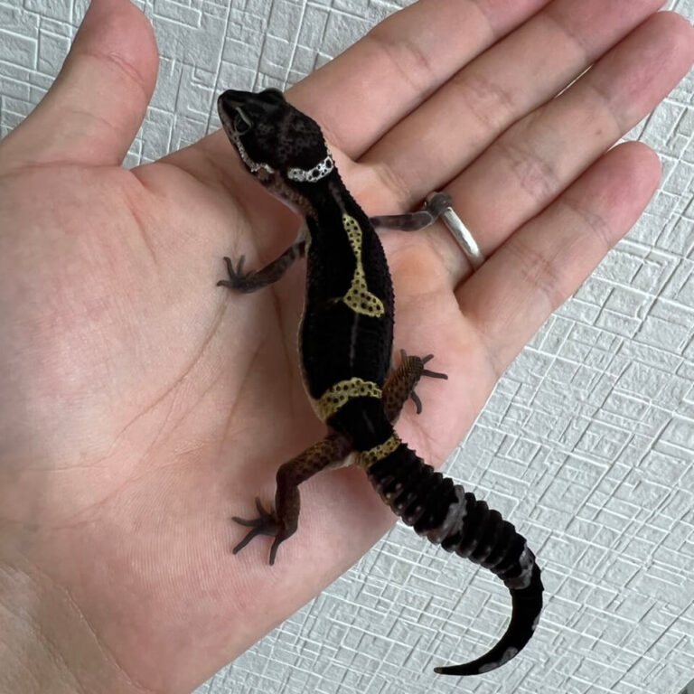 ヒョウモントカゲモドキ レオパードゲッコー ブラックナイト