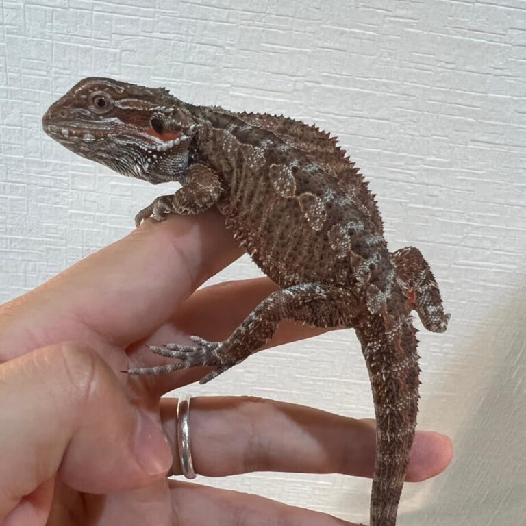フトアゴヒゲトカゲ ダークレッド