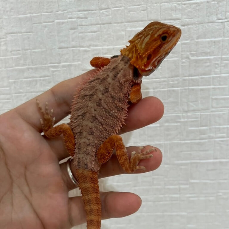 フトアゴヒゲトカゲ ダークレッド