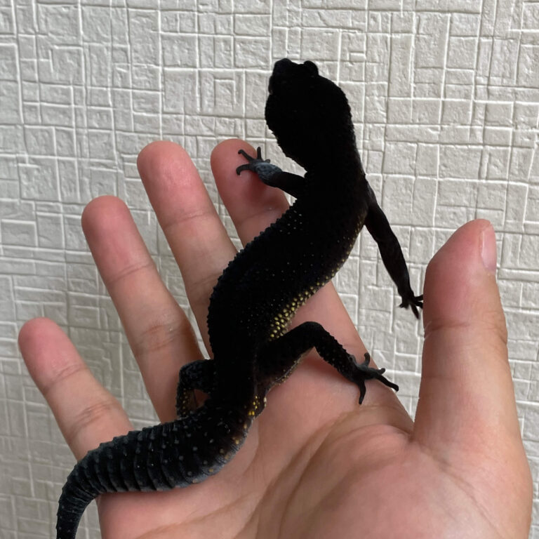 レオパ ヒョウモントカゲモドキ ブラックナイト