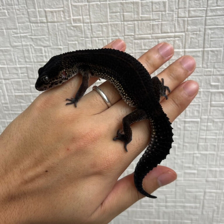 レオパ ヒョウモントカゲモドキ ブラックナイト