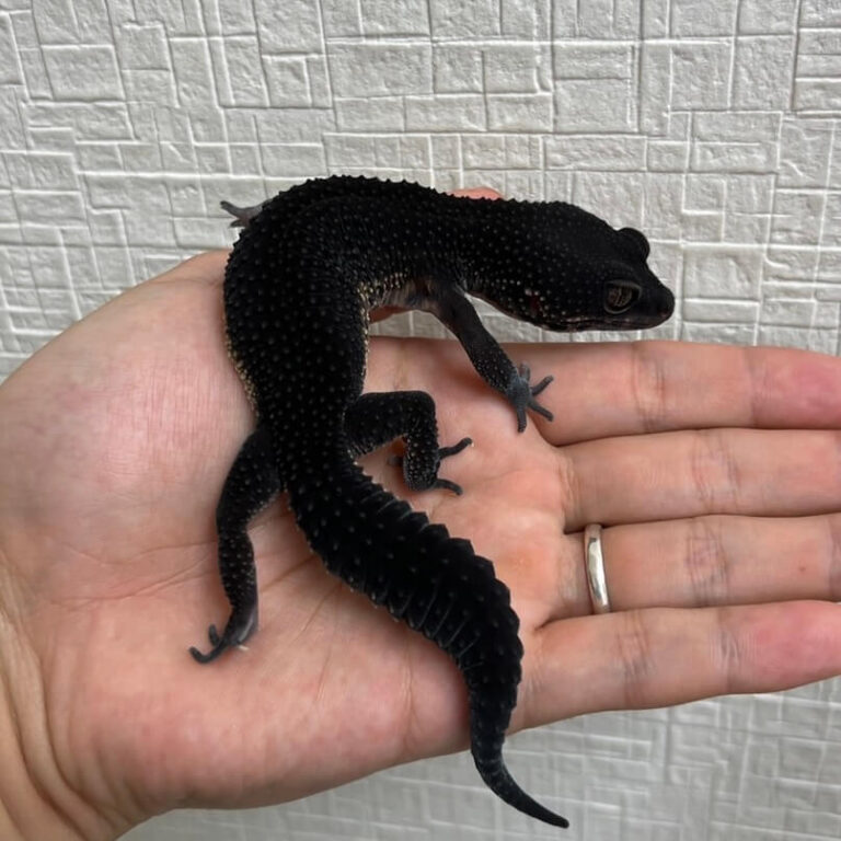 レオパ ヒョウモントカゲモドキ ブラックナイト