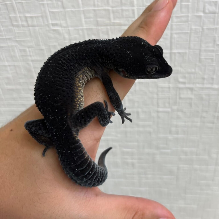 レオパ ヒョウモントカゲモドキ ブラックナイト