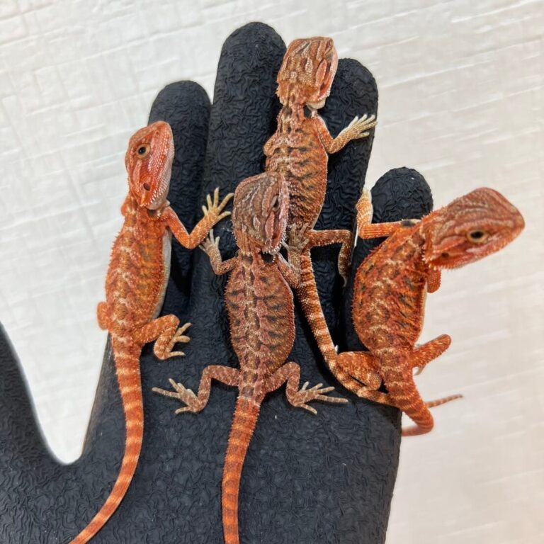 フトアゴヒゲトカゲ ダークレッドクロス