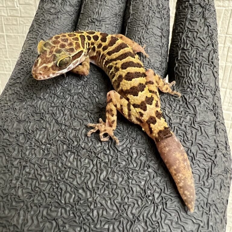ペグーホソユビヤモリ