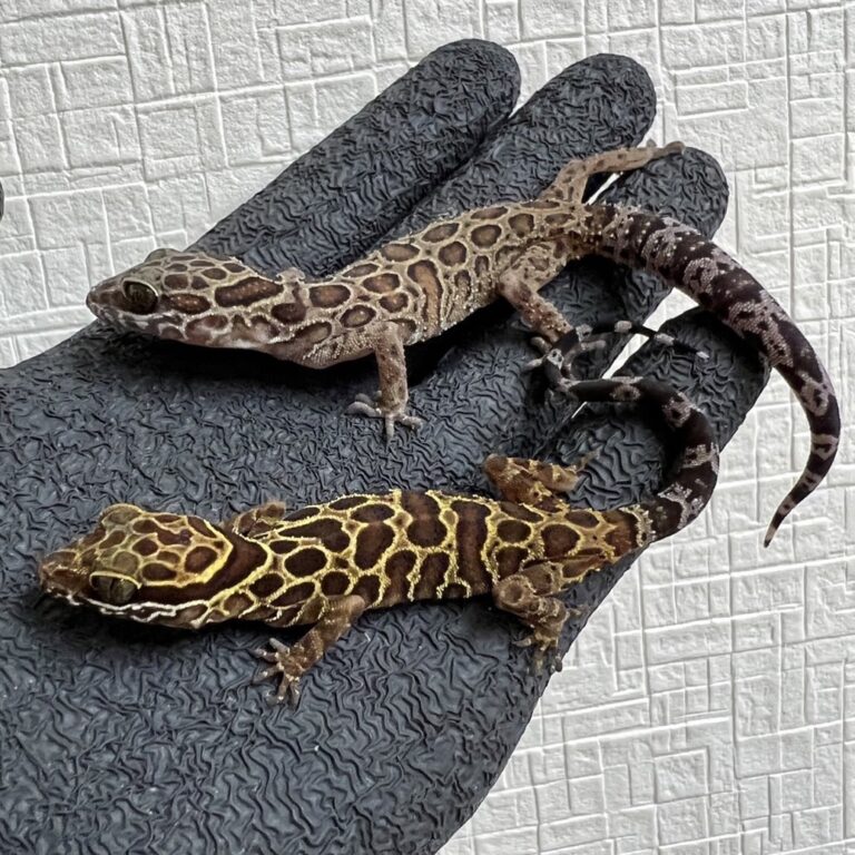 ペグーホソユビヤモリ