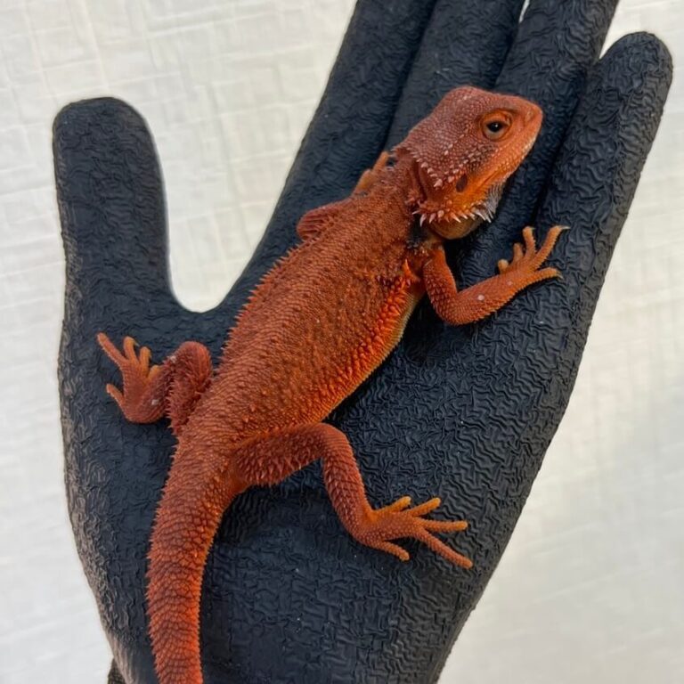 フトアゴヒゲトカゲ ダークレッド