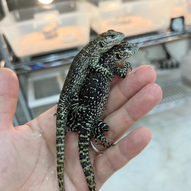 ワールテールイグアナ