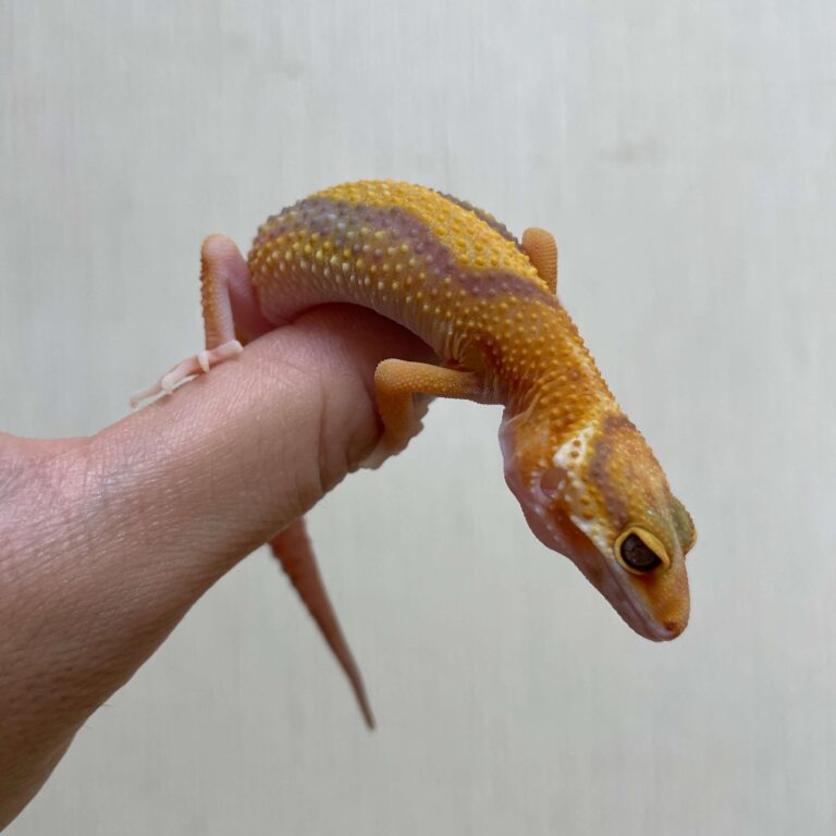 レオパ ヒョウモントカゲモドキ