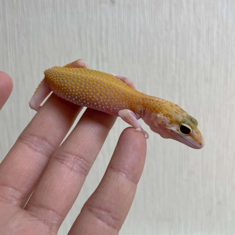 レオパ ヒョウモントカゲモドキ