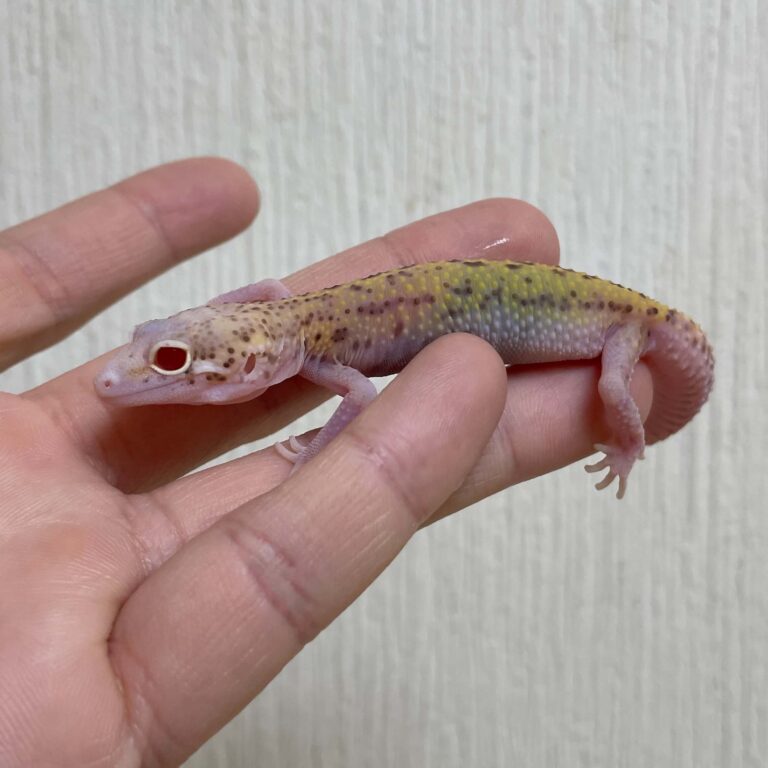 レオパ ヒョウモントカゲモドキ