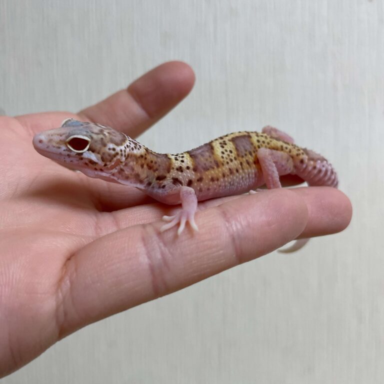レオパ ヒョウモントカゲモドキ