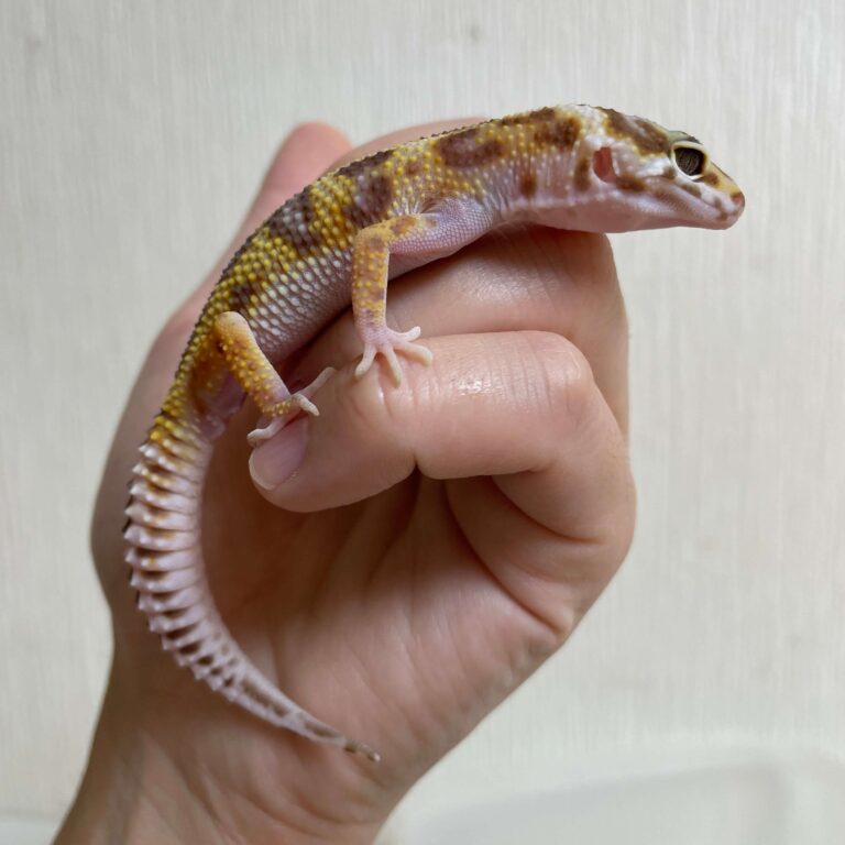 レオパ ヒョウモントカゲモドキ