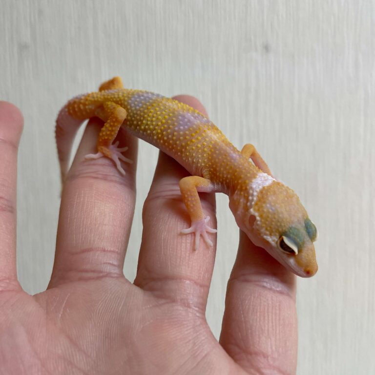 レオパ ヒョウモントカゲモドキ