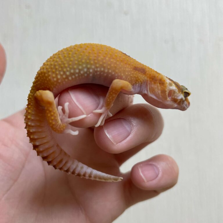 レオパ ヒョウモントカゲモドキ