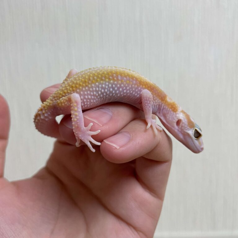 レオパ ヒョウモントカゲモドキ