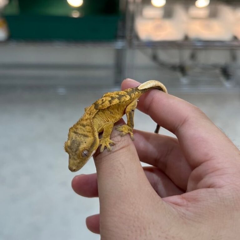 クレステッドゲッコー