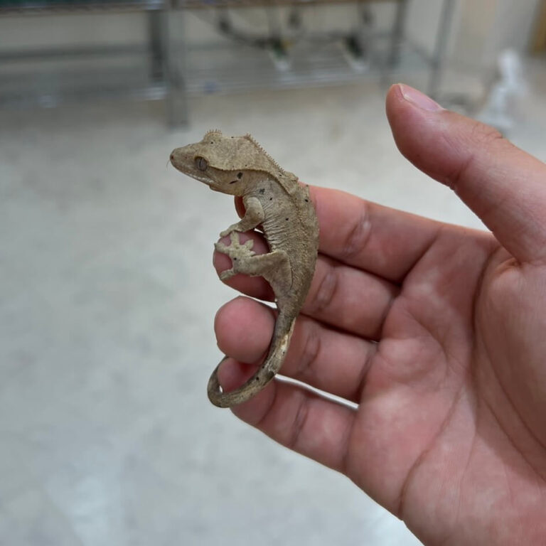 クレステッドゲッコー