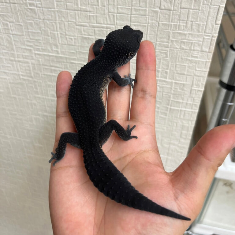 レオパ ヒョウモントカゲモドキ ブラックナイト