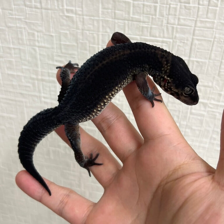 レオパ ヒョウモントカゲモドキ ブラックナイト