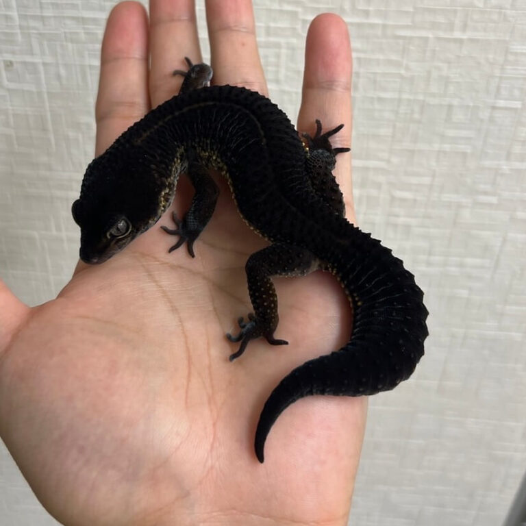 レオパ ヒョウモントカゲモドキ ブラックナイト