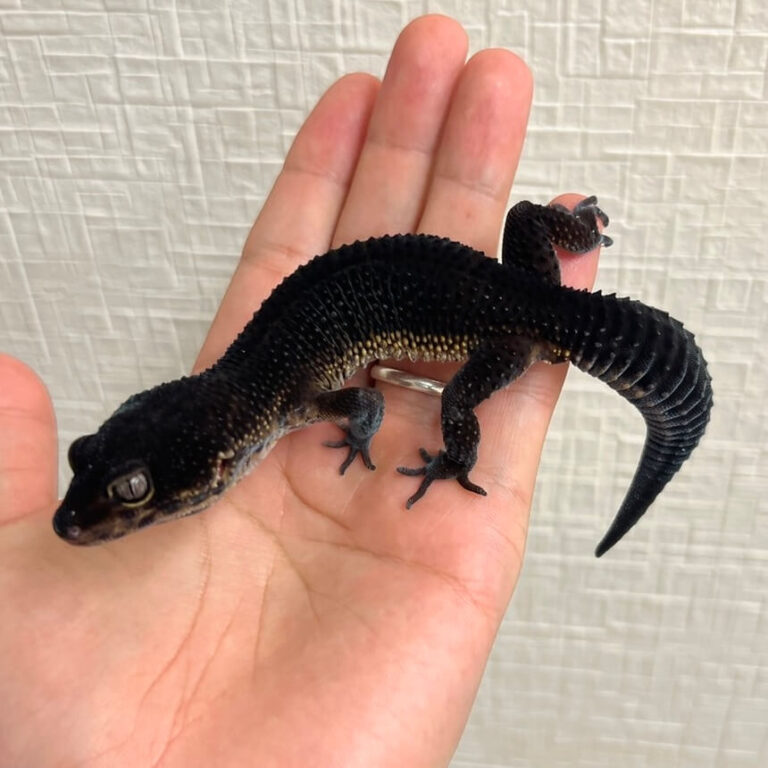 レオパ ヒョウモントカゲモドキ ブラックナイト
