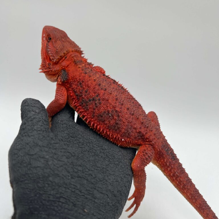 フトアゴヒゲトカゲ ダークレッド