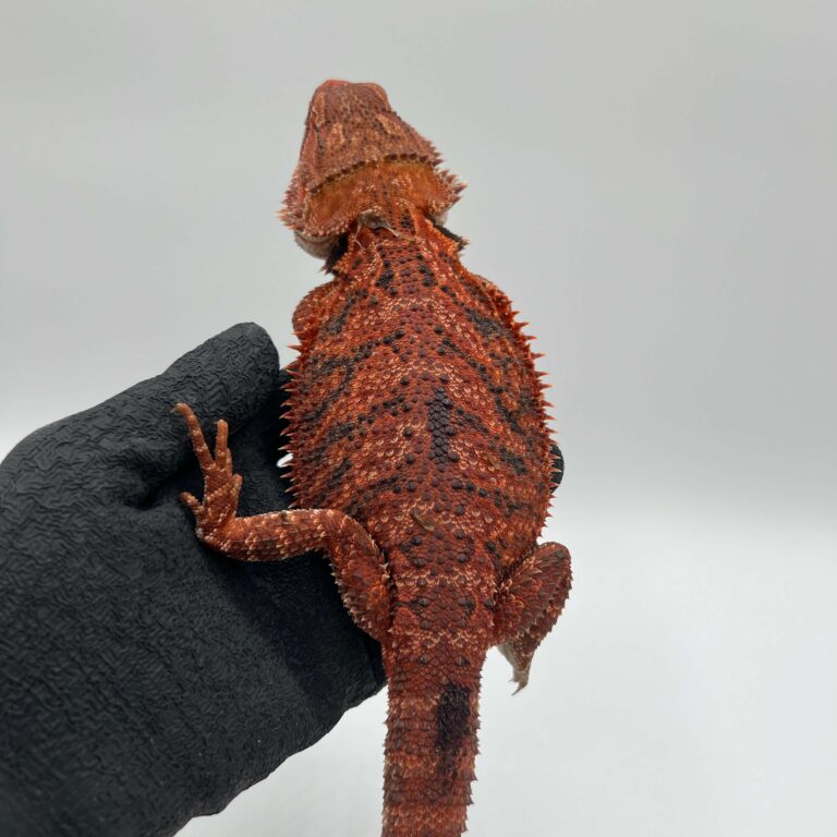 フトアゴヒゲトカゲ ダークレッド