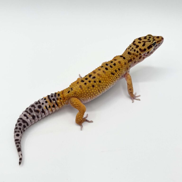 ヒョウモントカゲモドキ レオパ