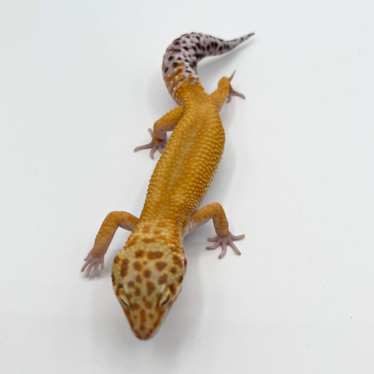 ヒョウモントカゲモドキ レオパ