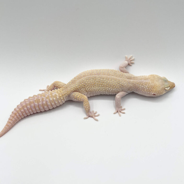 ヒョウモントカゲモドキ レオパ