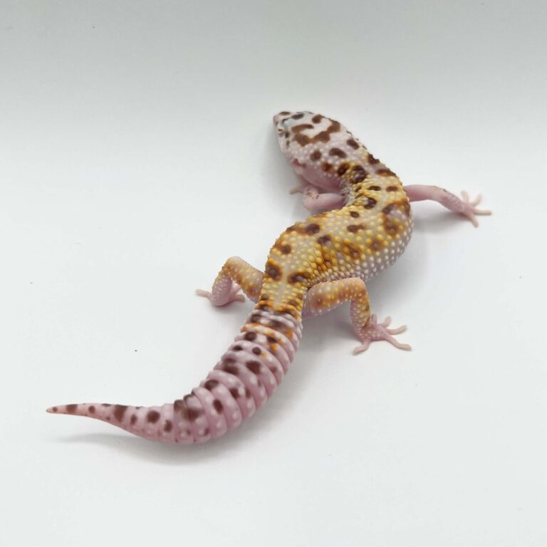 ヒョウモントカゲモドキ レオパ