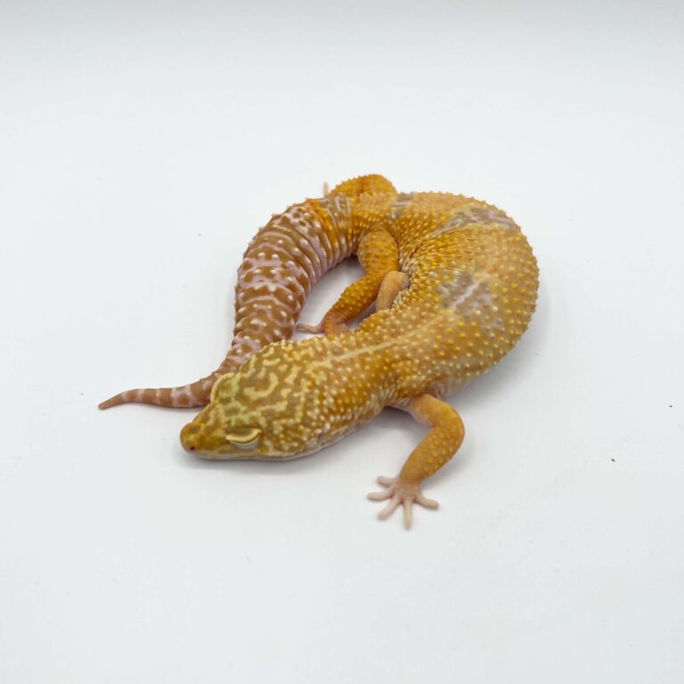 ヒョウモントカゲモドキ レオパ