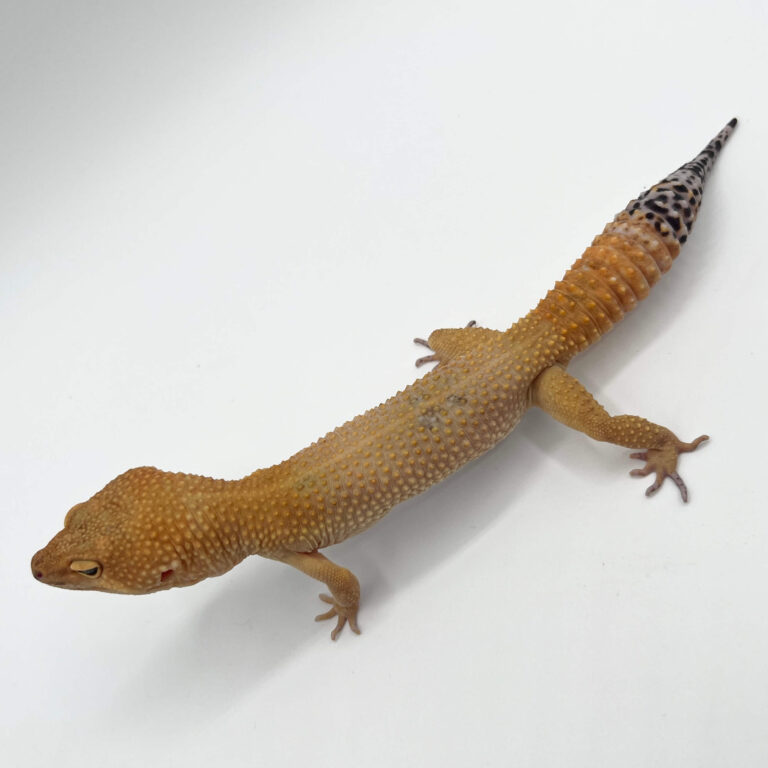ヒョウモントカゲモドキ レオパ
