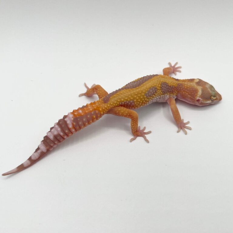 ヒョウモントカゲモドキ レオパ