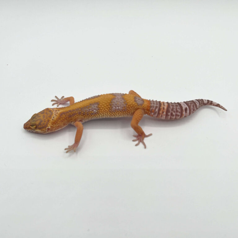ヒョウモントカゲモドキ レオパ