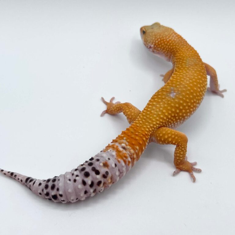 ヒョウモントカゲモドキ レオパ
