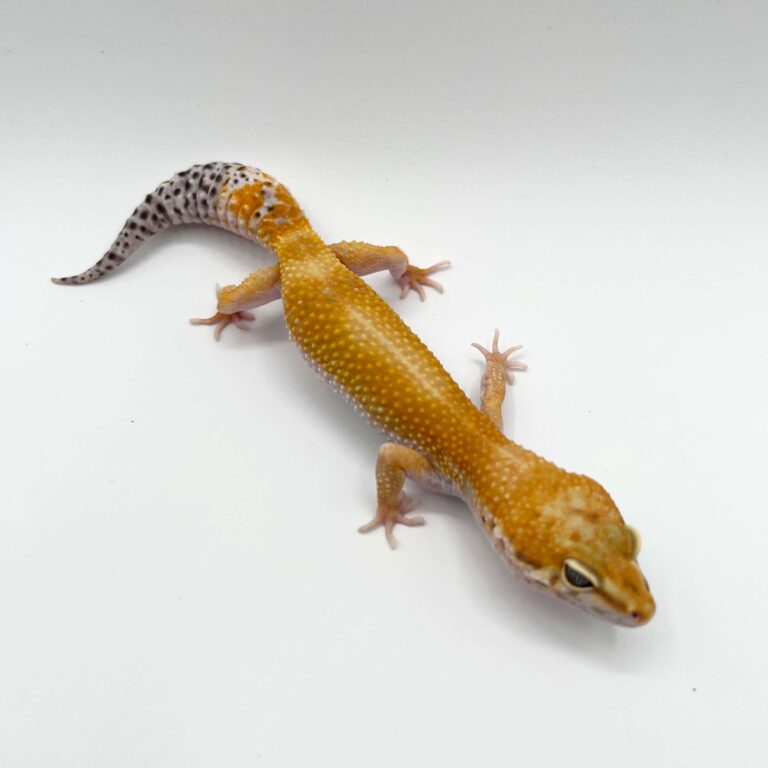 ヒョウモントカゲモドキ レオパ