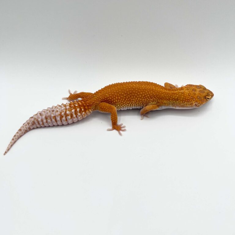 ヒョウモントカゲモドキ レオパ