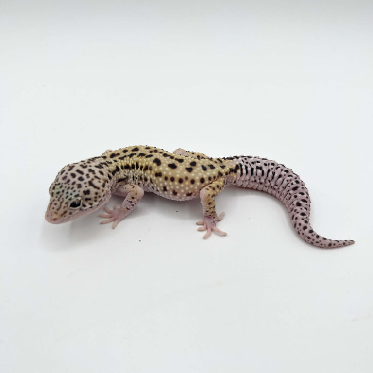 ヒョウモントカゲモドキ レオパ