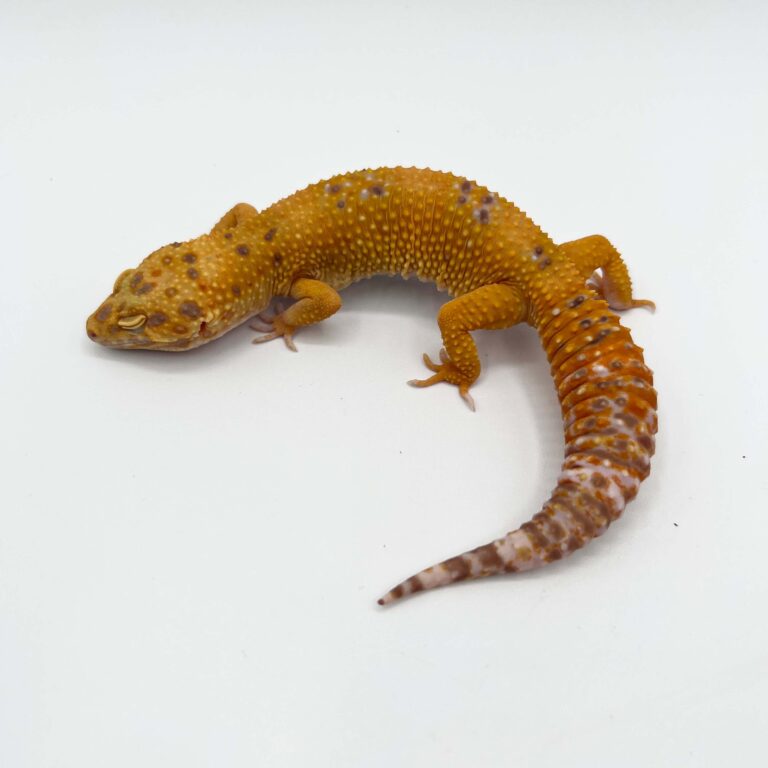 ヒョウモントカゲモドキ レオパ