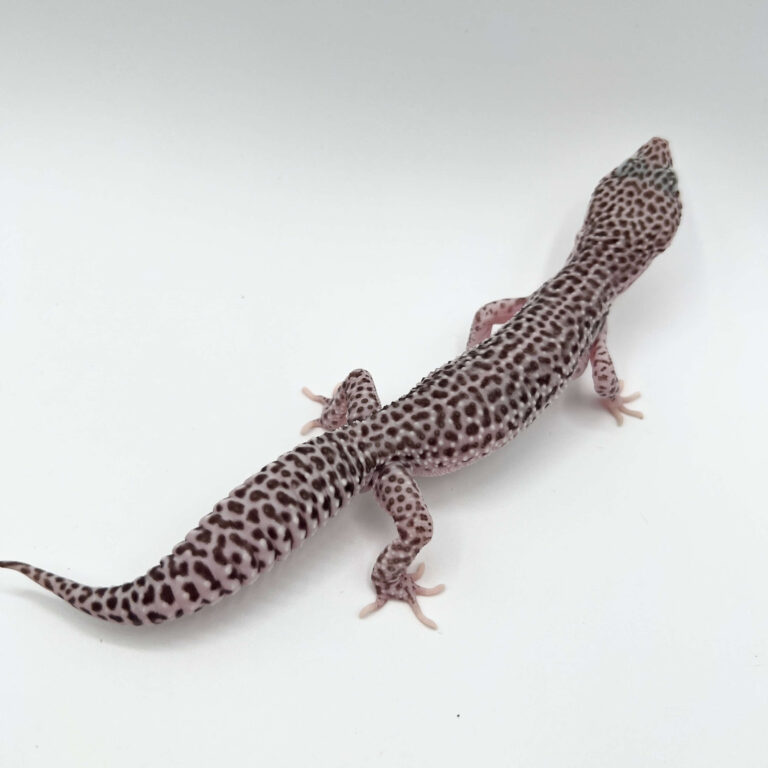 ヒョウモントカゲモドキ レオパ