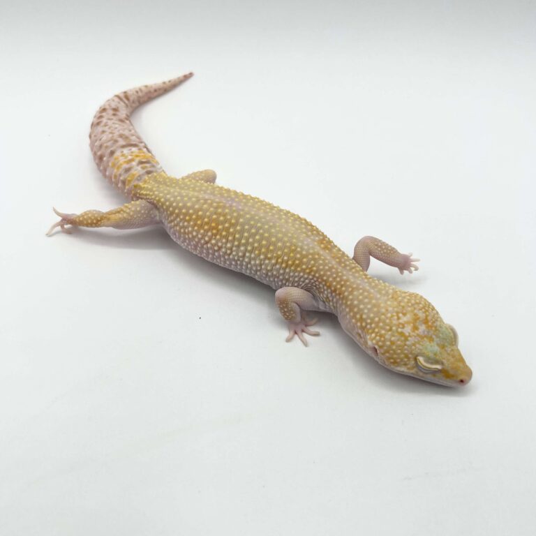 ヒョウモントカゲモドキ レオパ